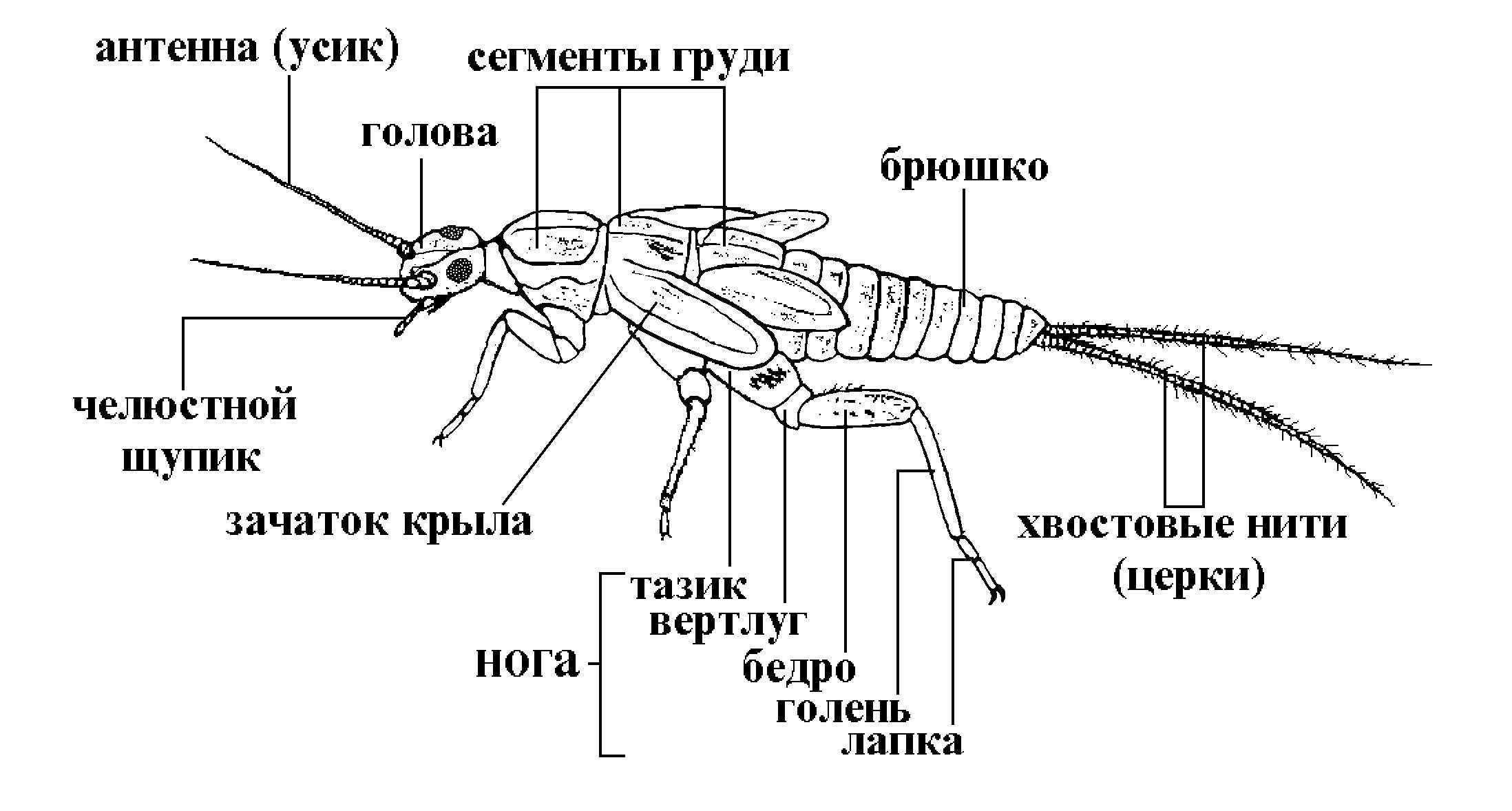 На фото описано строение комара